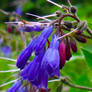 Alpine Flowers