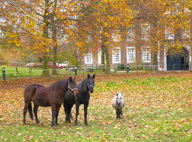 At the Horse Farm. Heerlen, Nl (new version)
