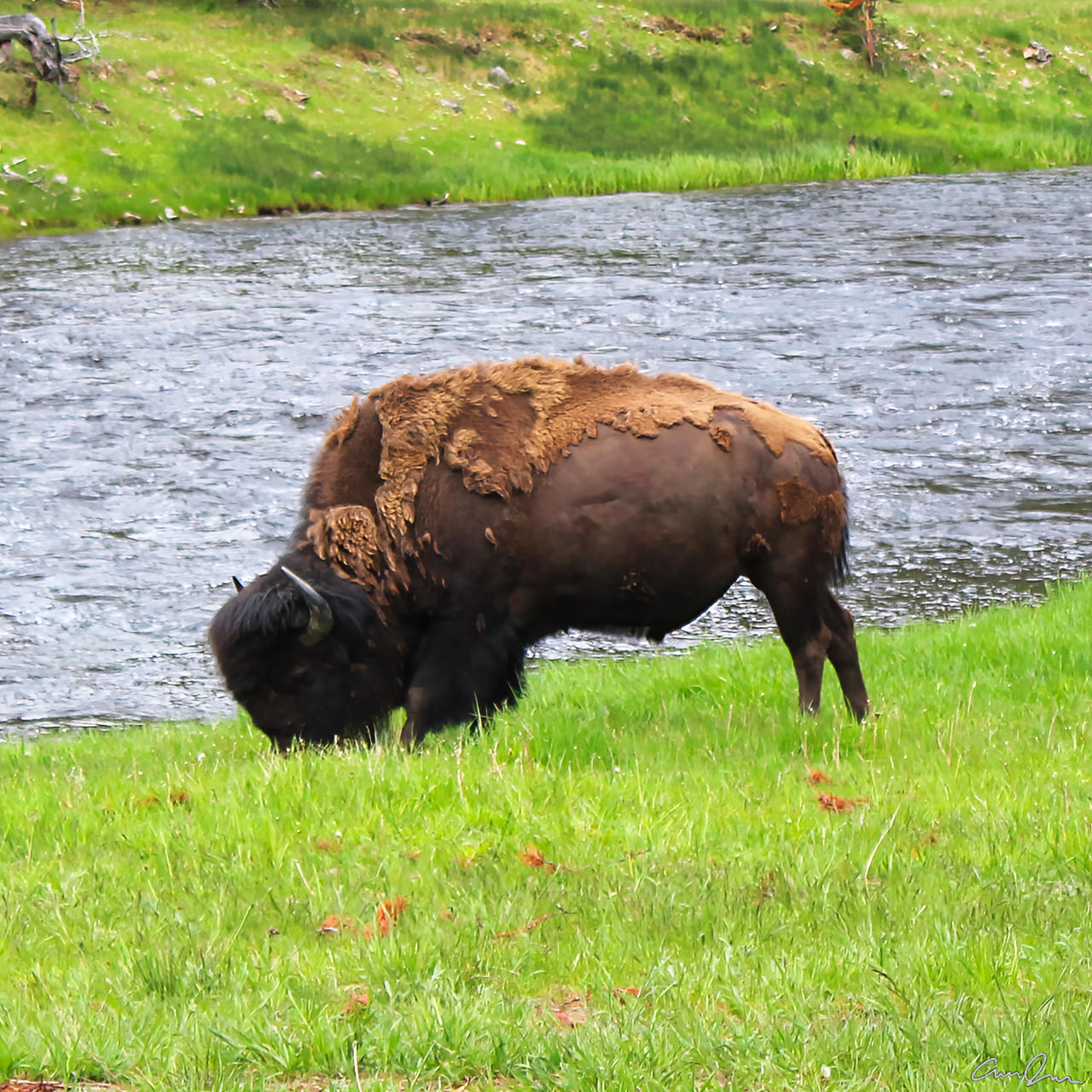Spring Bison by DevianceBeauty on DeviantArt