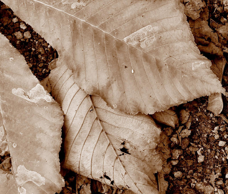 lisc 1 by MidashM on DeviantArt