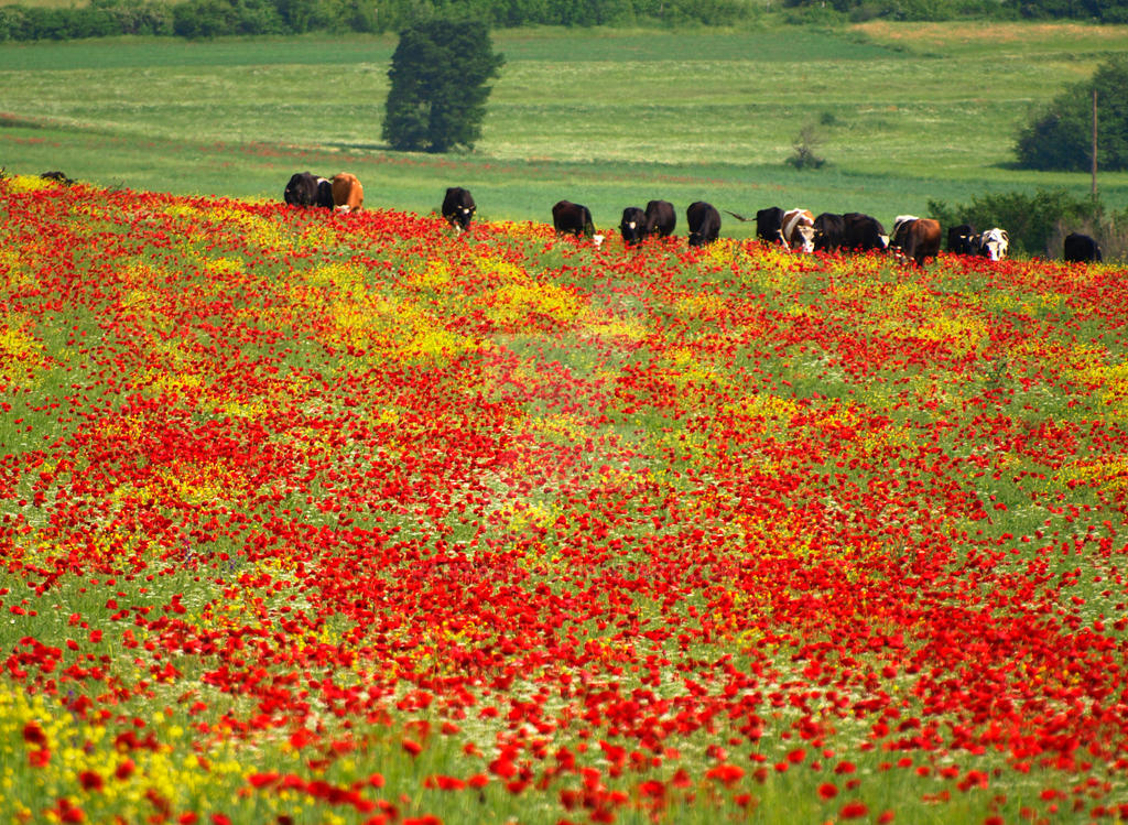 Cows in The Middle of Red