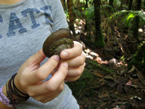 Snail Friend