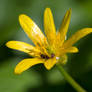 Ant on flower