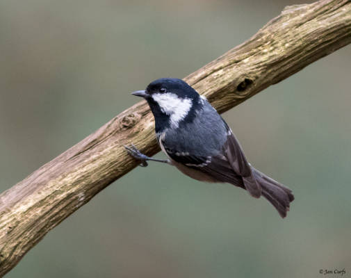 Black Tit