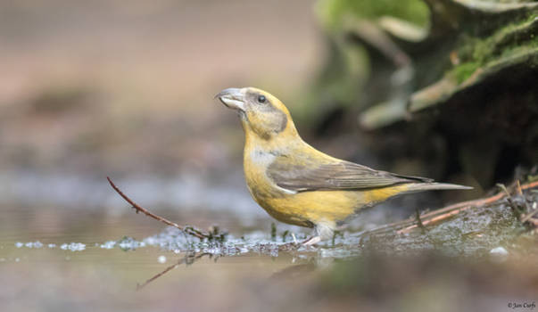 Crossbill