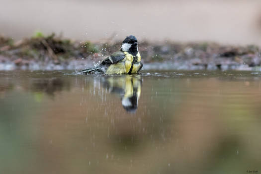 Great tit