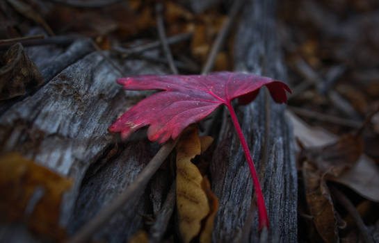 Red Leaf