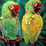 Green Macaws