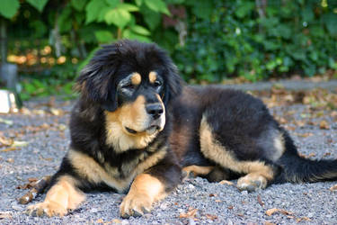 Lasya, Tibetan Mastiff, at 5 months