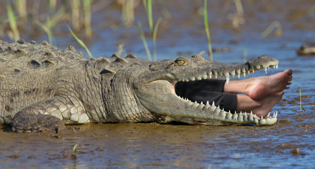 Eating Crocs Croc eats barefooter by hungrybeast on DeviantArt