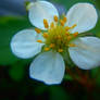 Blooming strawberry