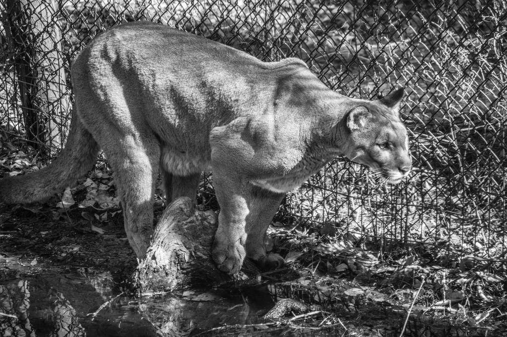 Florida Panther 3