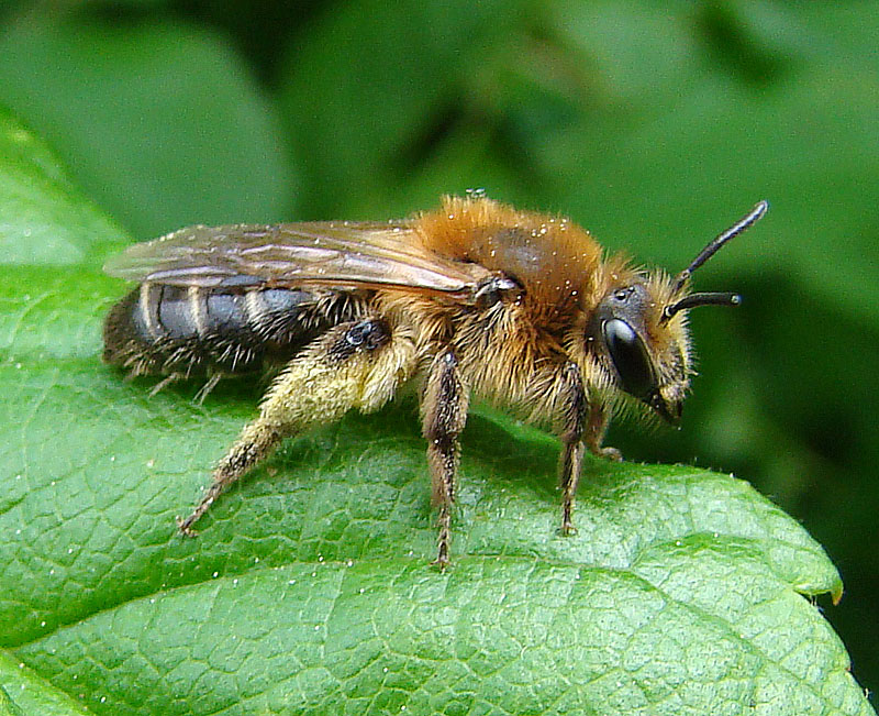 bee close up