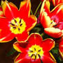 Tulips in red and yellow