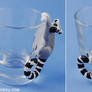 Ringtail lemur