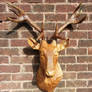 stag head wood sculpture by simon patel