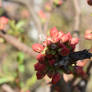 Latent buds in pink