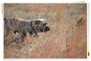 Bullmastiff King of the African Bush