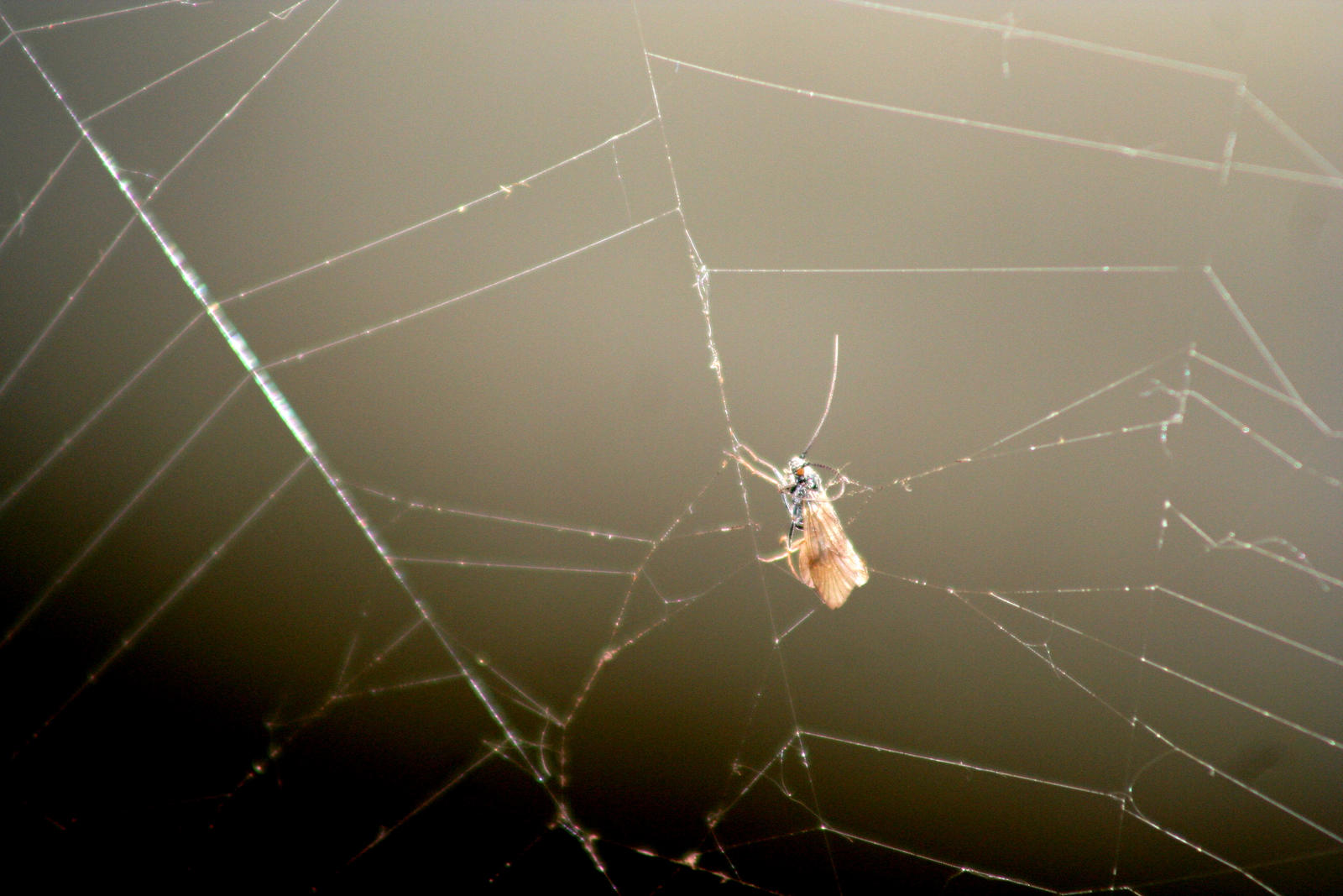 Kind of a fly in spiderweb