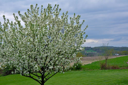 The White Tree