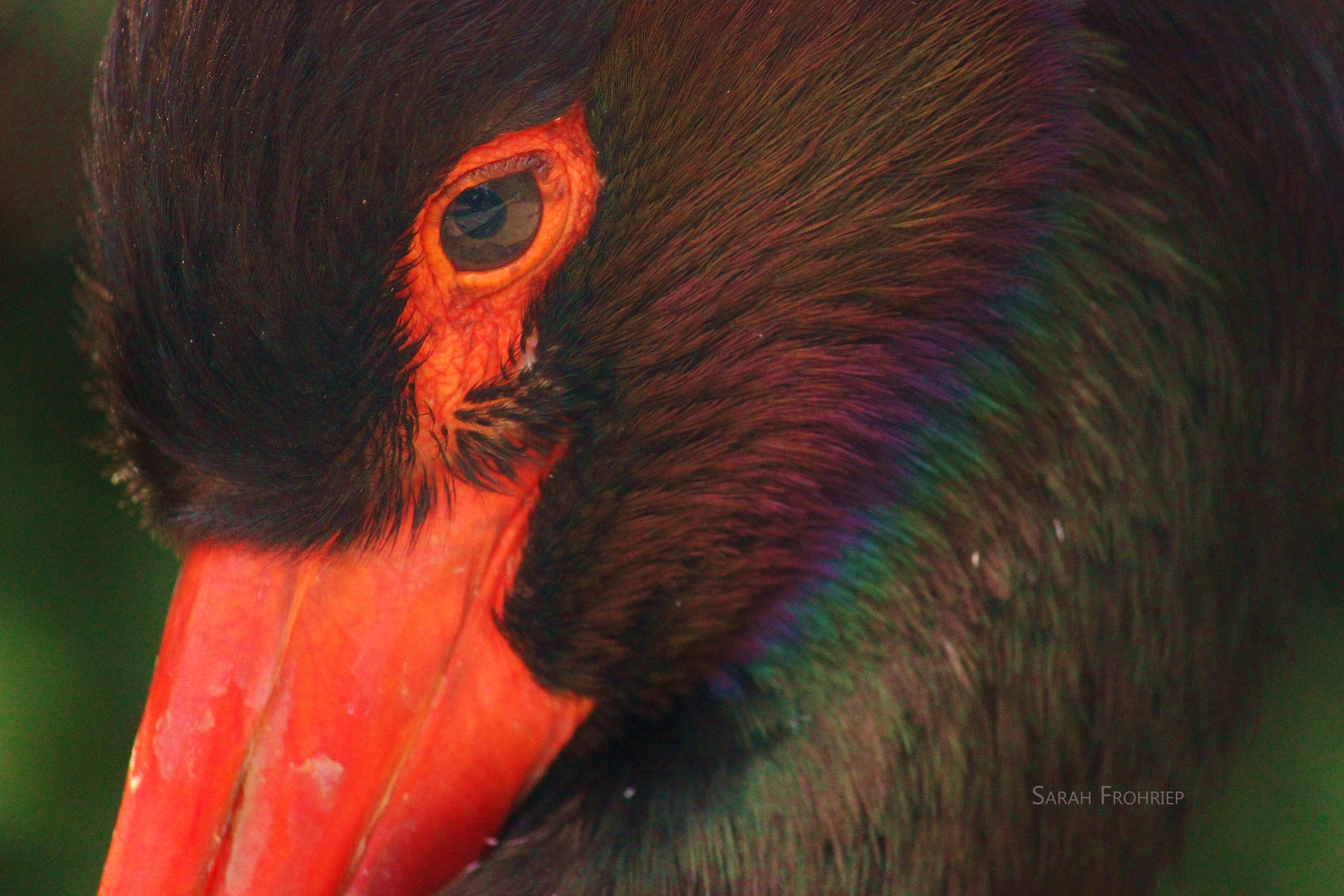 Rainbow feathers