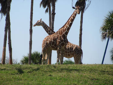 Giraffe. I