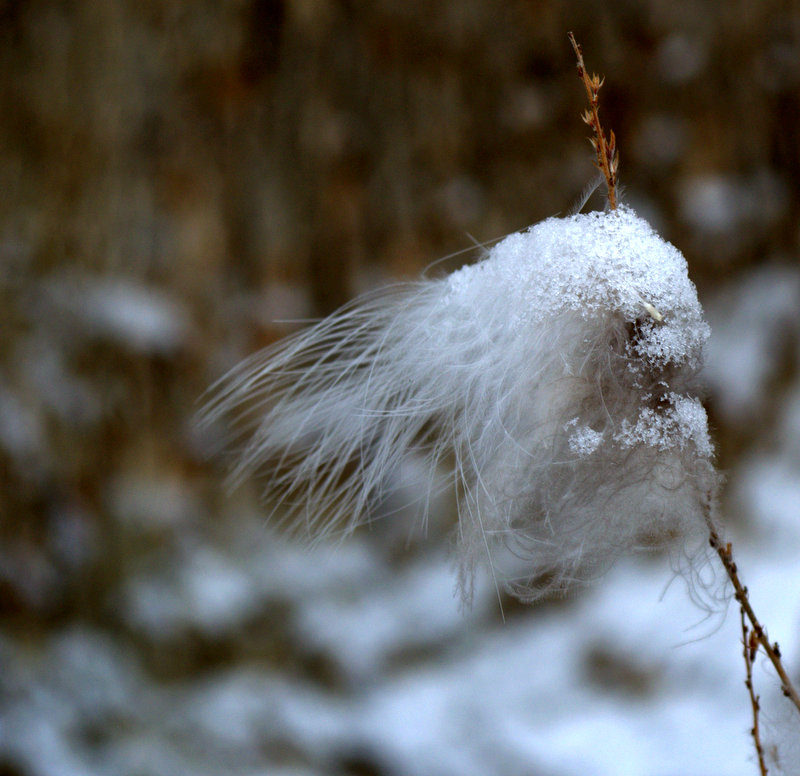 Morning Snow