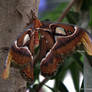 Attacus Atlas Moth