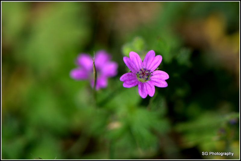 Purple Flower