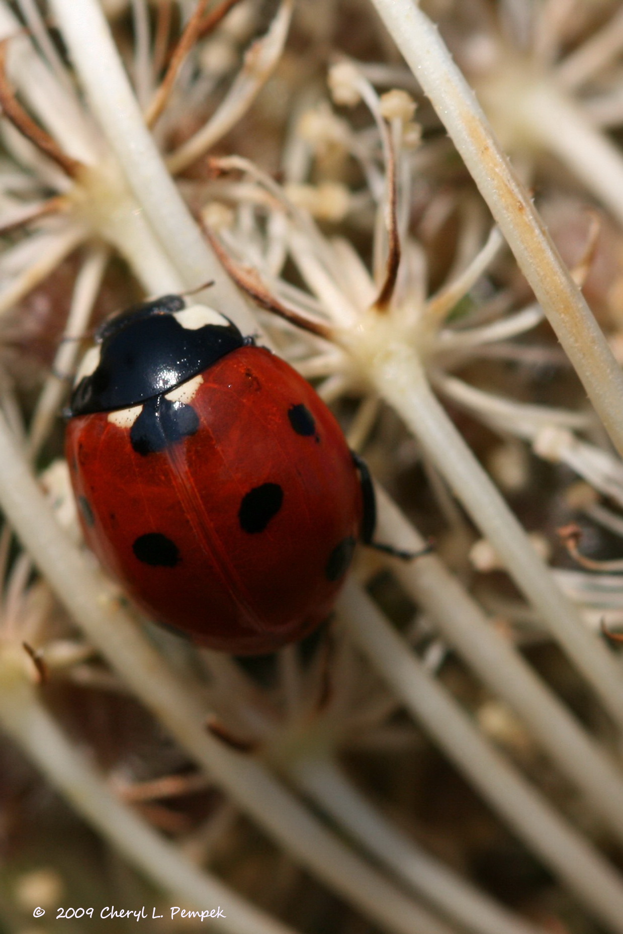 Lady Bug