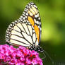 Monarch Butterfly 2