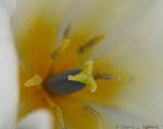 Tulip 2 by Cheryl-P