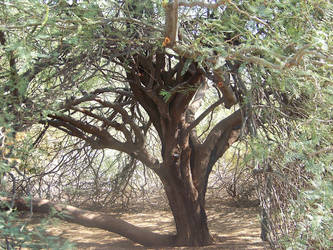 Cave of Trees