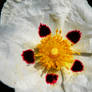 Cistus ladanifer