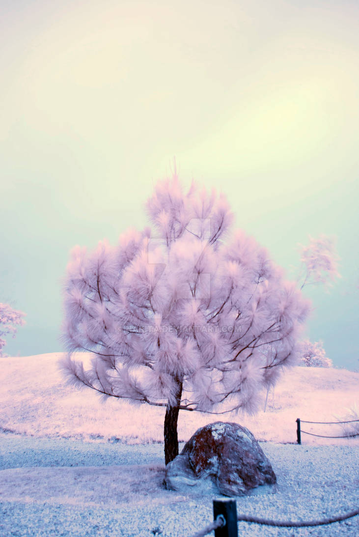 Infrared photography - Tree