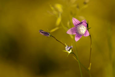 Campanula rotundifolia