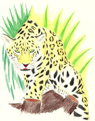 Panthera Onca