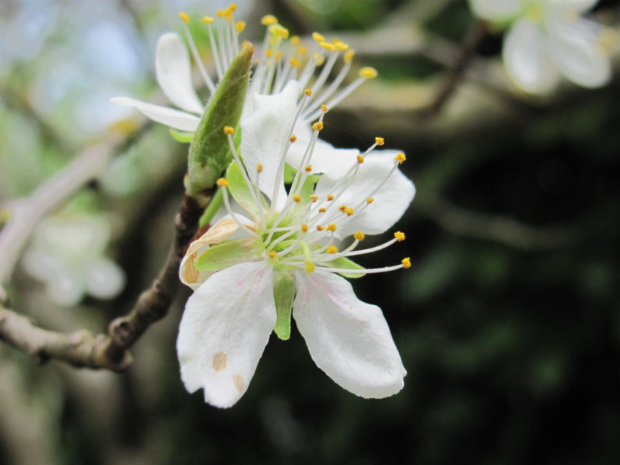 Plum Blossoms