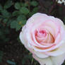 White Pink Rose