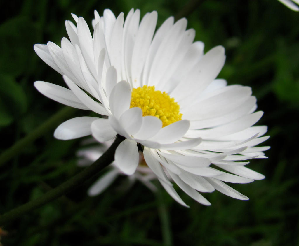 White Daisy