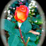 Lady Of Sholatt Rose #2