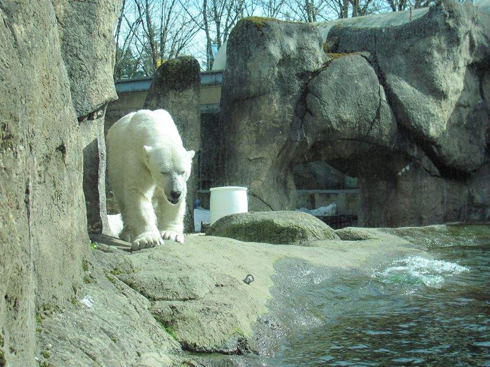 Polar Bear 2