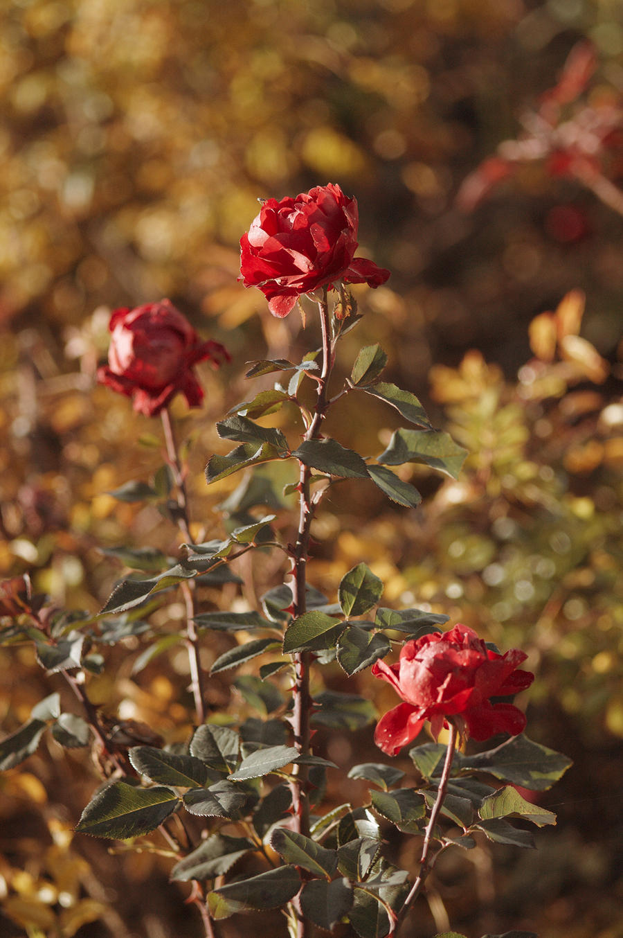 Autumn Roses