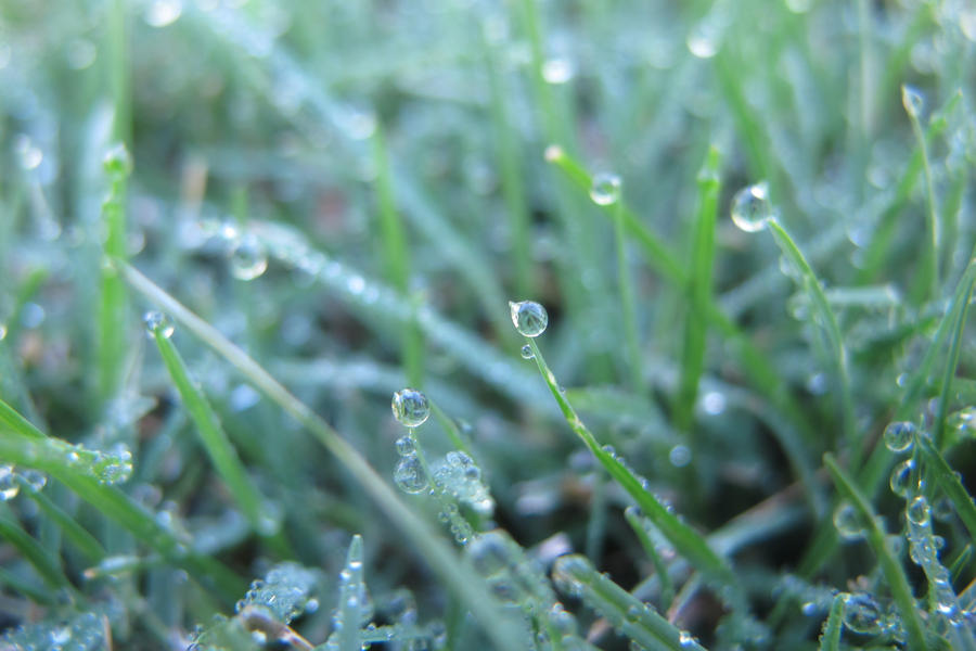 Dew Drops