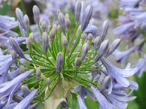 Watered Flowers 1