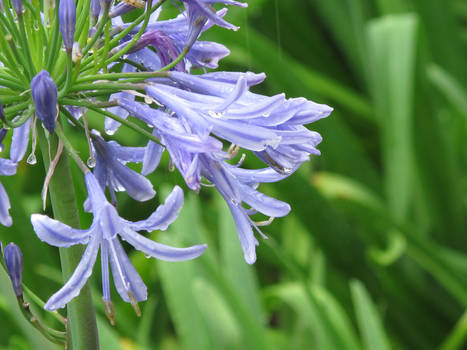 Watered Flowers 2