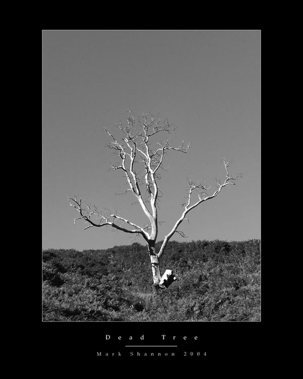 Dead Tree bw by MarkShannon-Prints on DeviantArt