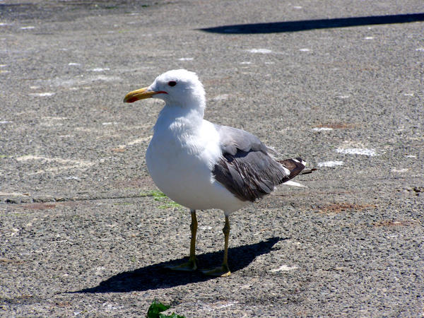 Seagull