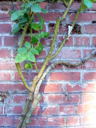 climbing vine