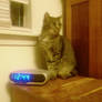 Bobcat on my nightstand